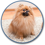 Clean All Types Of Carpet Stains